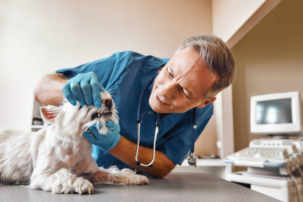 Best Pediatric Emergency Dentist in Cottonwood, ID